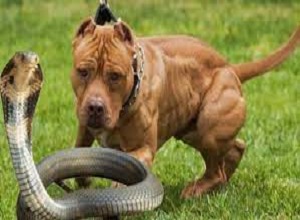 'Vua chó chọi' Pitbull tử chiến rắn hổ mang chúa và cái kết